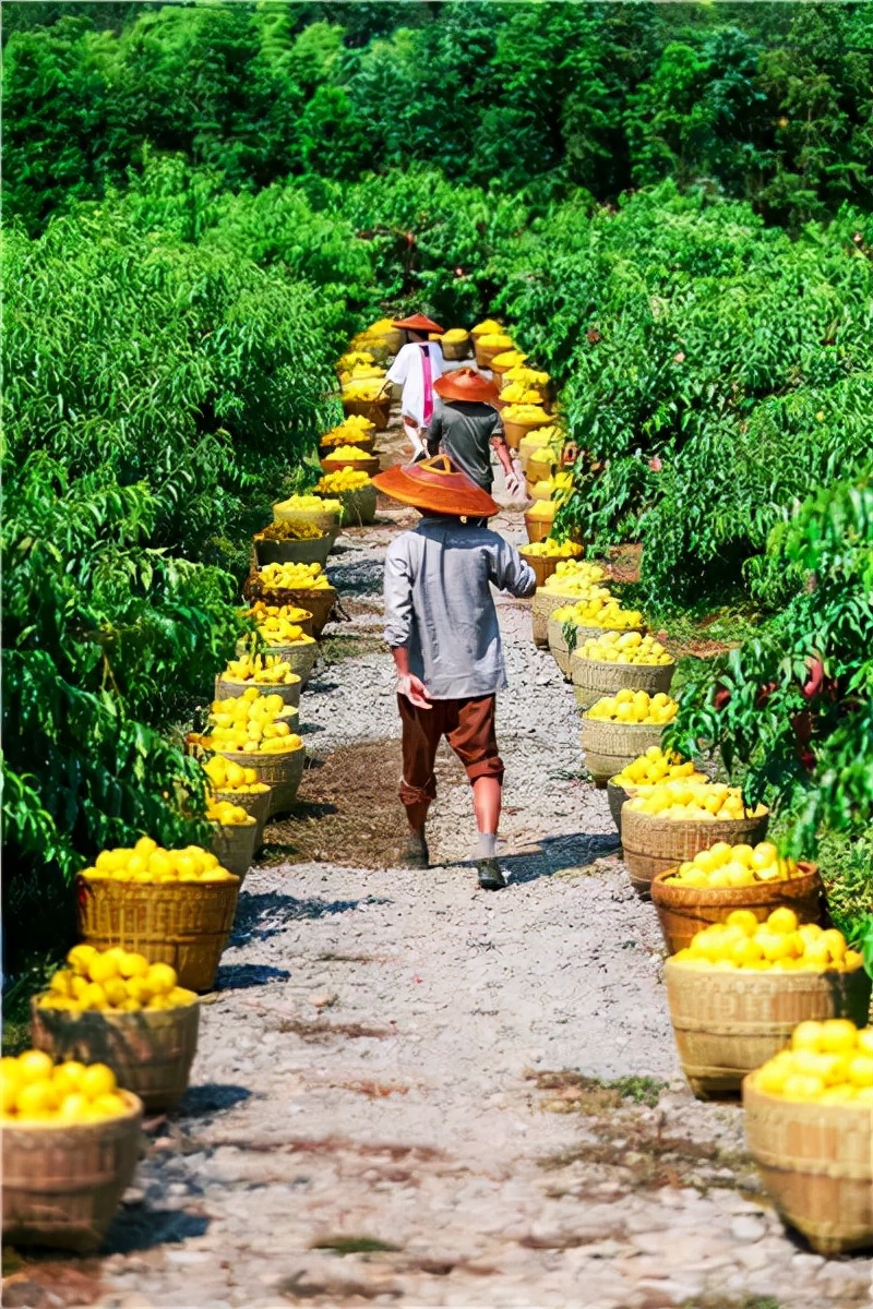 横空出世的罐头，人间四月天的味道